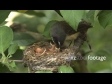 Fantail Feed in Nest 2869